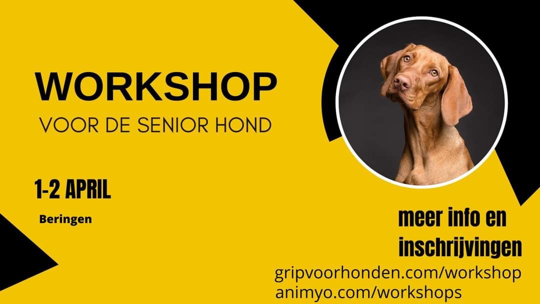 Workshop massage voor de senior hond
