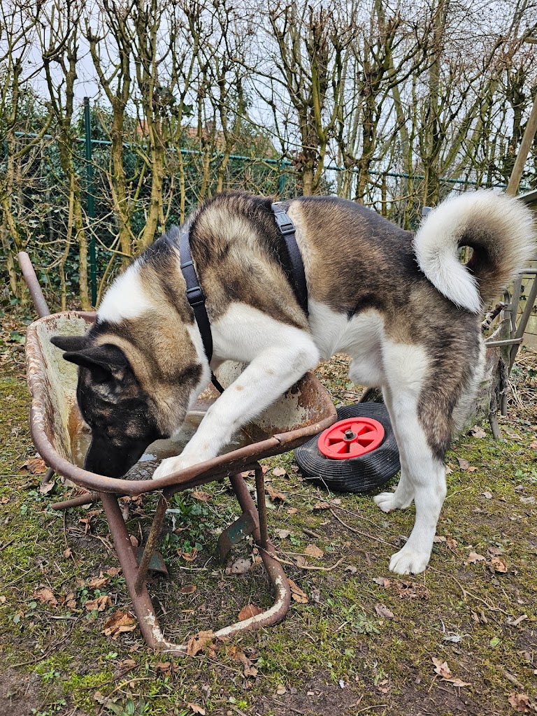 BEHIVET - Gedragsdierenarts Ilse Rediers