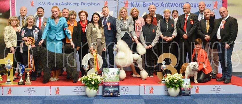 Antwerp Dog Show 2023