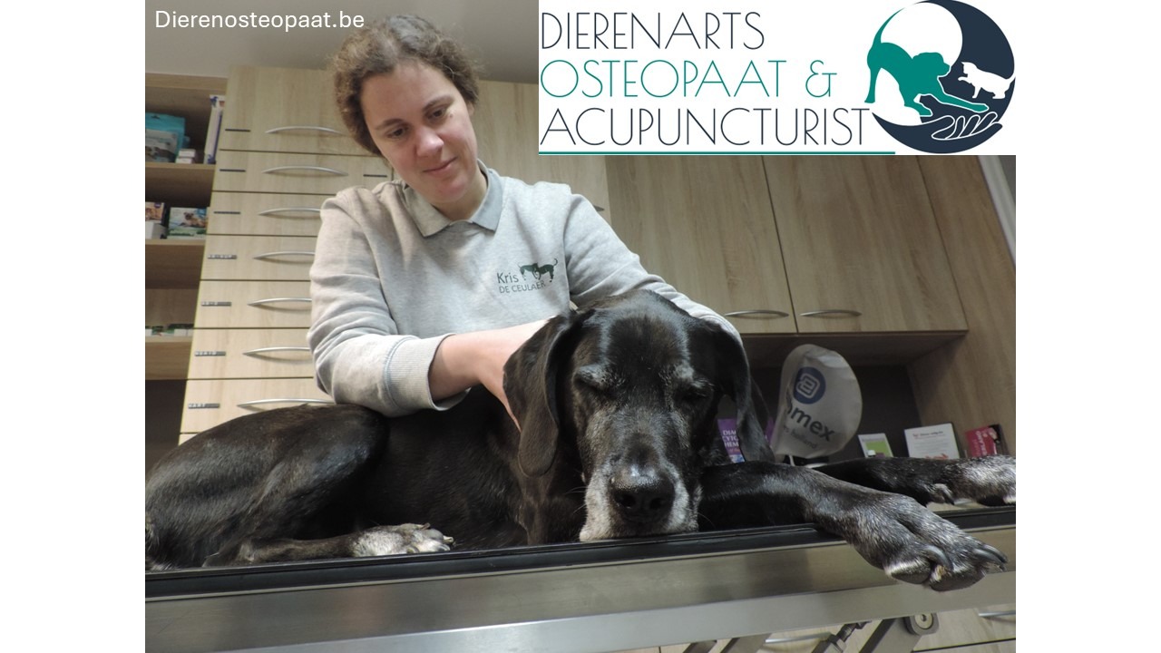 Dierenarts-Osteopaat-Acupuncturist