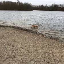 Hondenweide Weerde (met zwemzone)