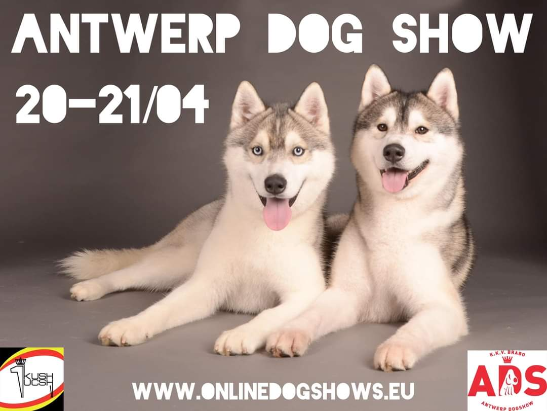 Antwerp Dog Show 2024