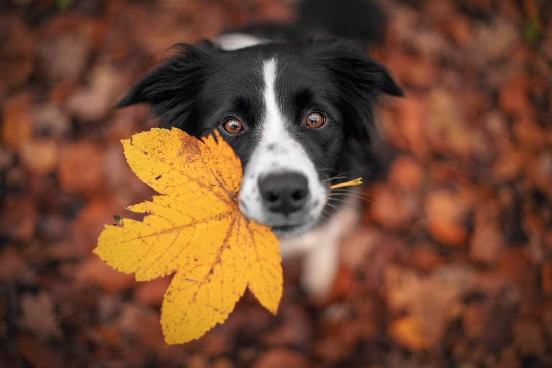 Herfstwandeling San Anton Belgium