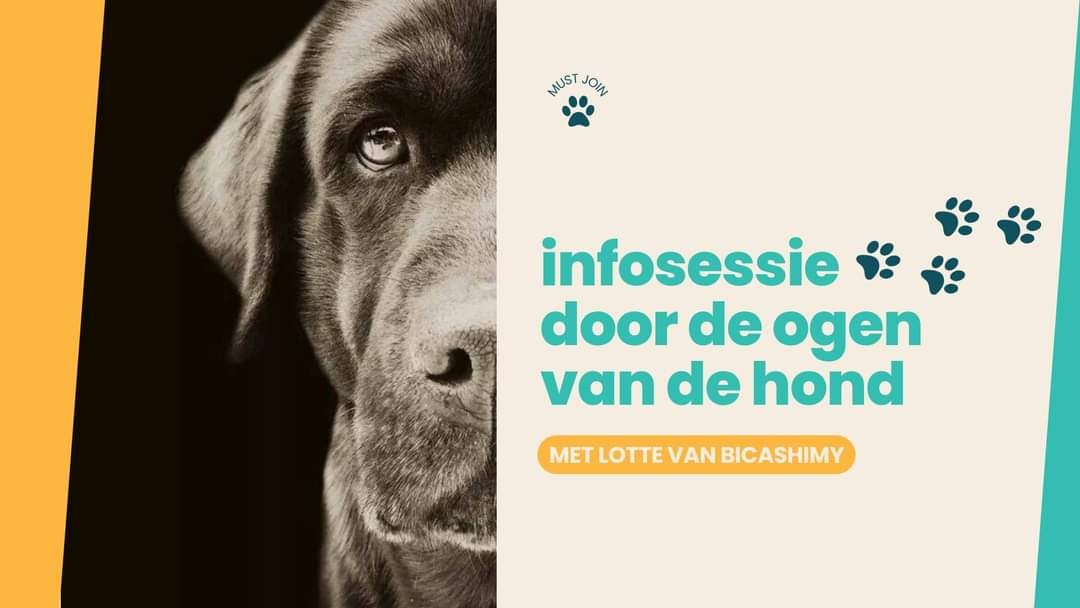 Infosessie BiCaShiMy: door de ogen van de hond