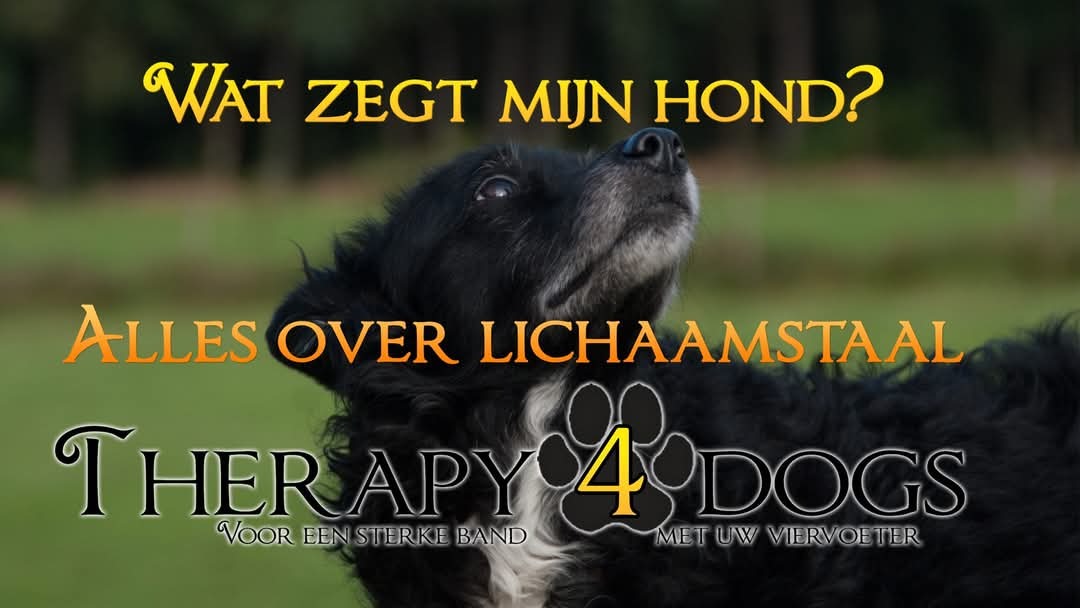 Wat zegt mijn hond - alles over lichaamstaal