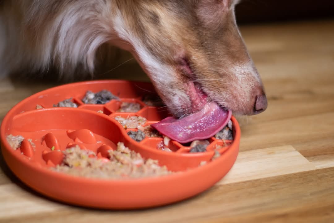 Lezing - (On)Gewenst gedrag bij honden: de link met voeding