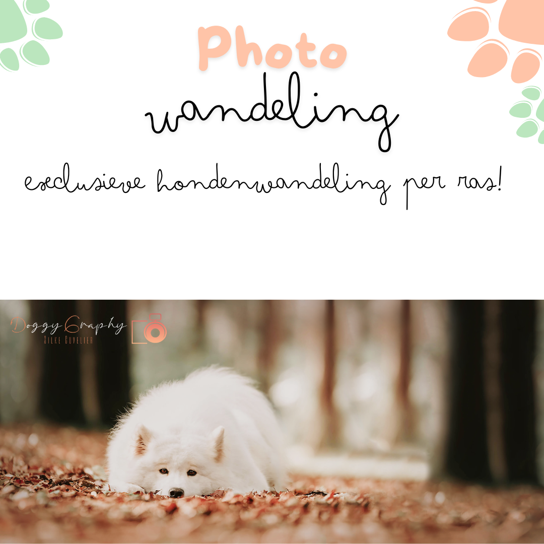 Foto wandeling - retrievers